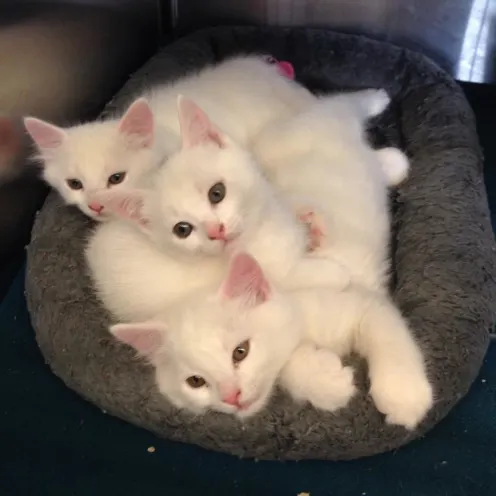 Multiple white cats laying down